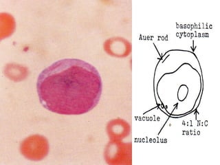 MYELOID TISSUE: MICROANATOMY