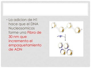 • La adicion de H1
hace que el DNA
Nucleosomicos
forme una Fibra de
30 nm que
incrementa el
empaquetamiento
de ADN

 