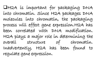 H2A is important for packaging DNA
into chromatin. Since H2A packages DNA
molecules into chromatin, the packaging
process will effect gene expression.H2A has
been correlated with DNA modification.
H2A plays a major role in determining the
overall structure of chromatin.
Inadvertently, H2A has been found to
regulate gene expression.
 