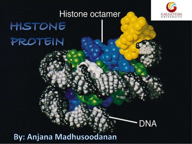 histone protiens