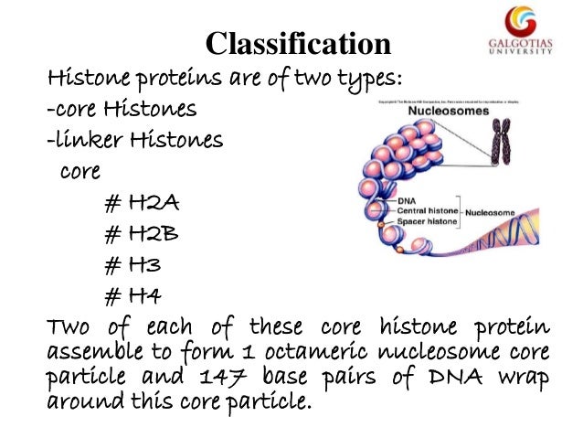 histone protiens