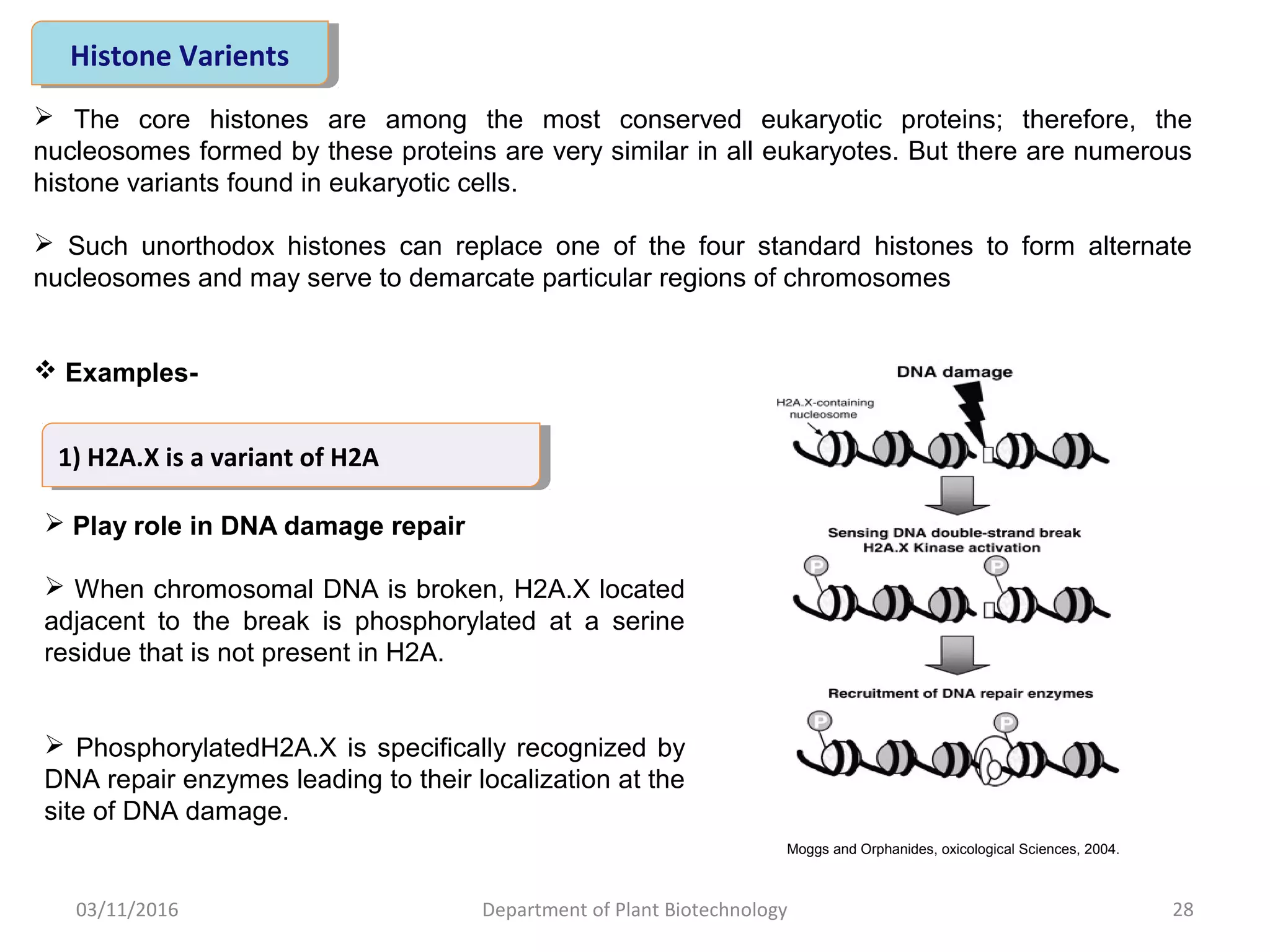 Histone modification in living cells | PPT