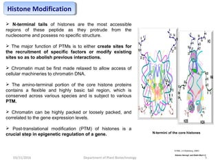 Histone Modification