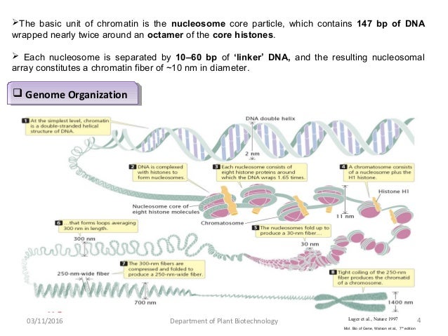 histone modification