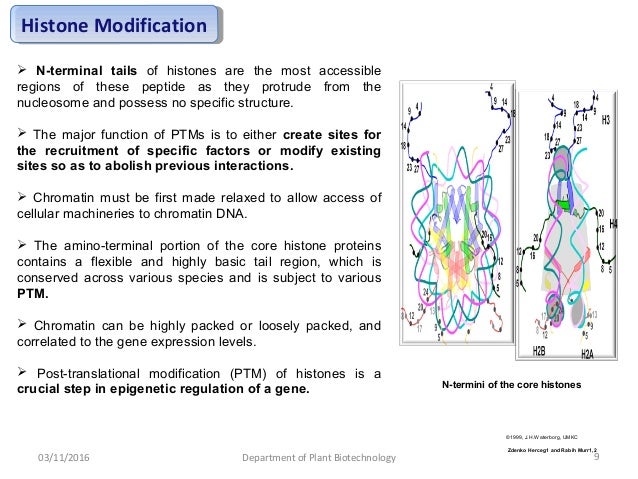 histone modification in living cells histone modification