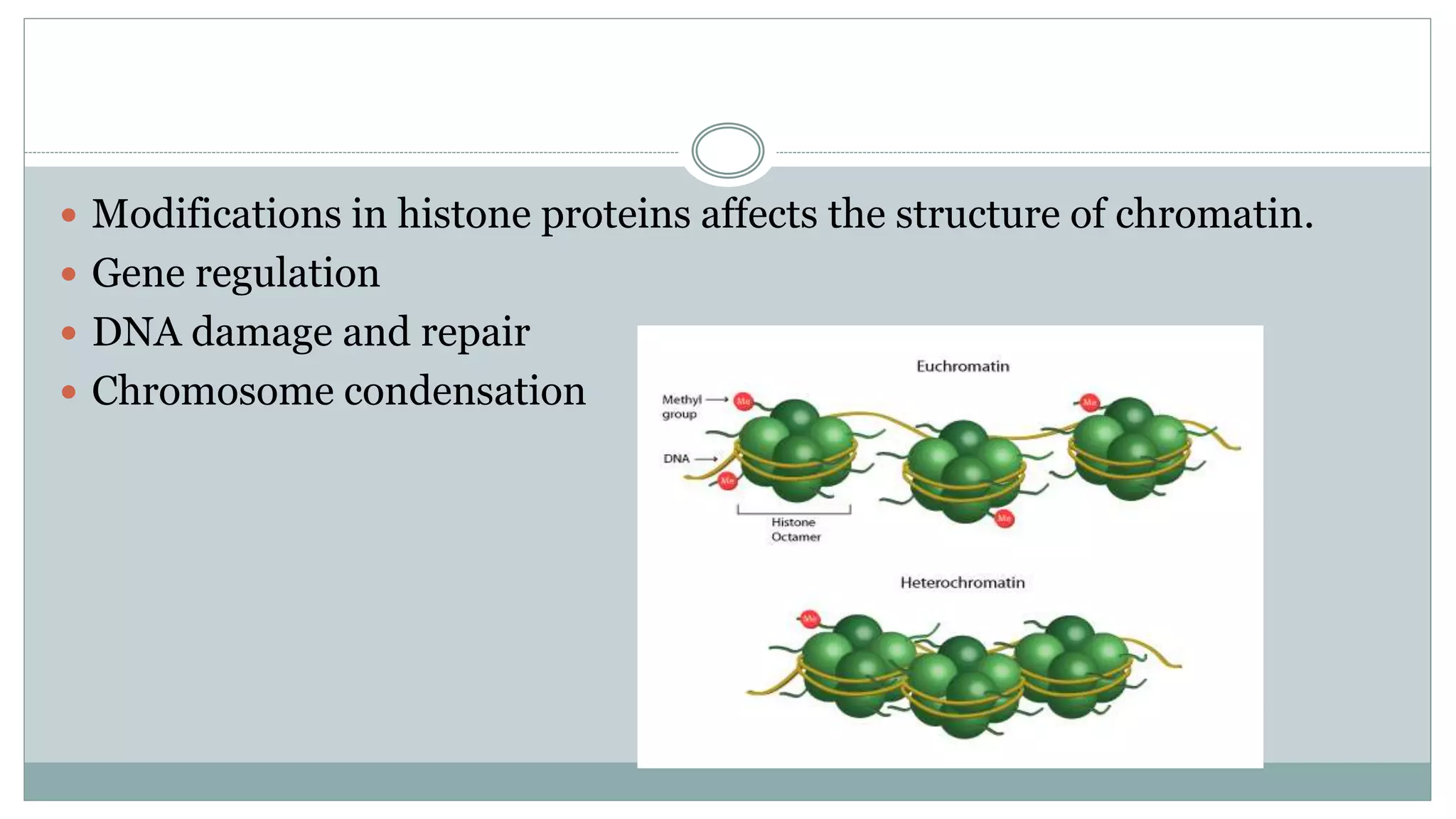  Modifications in histone proteins affects the structure of chromatin.
 Gene regulation
 DNA damage and repair
 Chromosome condensation
 