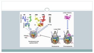 Histone modifications | PPTX