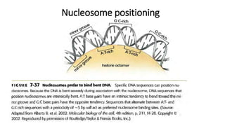 Nucleosome positioning
 