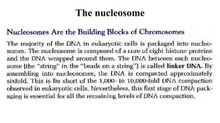The nucleosome
 