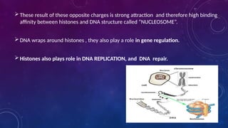 These result of these opposite charges is strong attraction and therefore high binding
affinity between histones and DNA structure called “NUCLEOSOME”.
DNA wraps around histones , they also play a role in gene regulation.
Histones also plays role in DNA REPLICATION, and DNA repair.
 