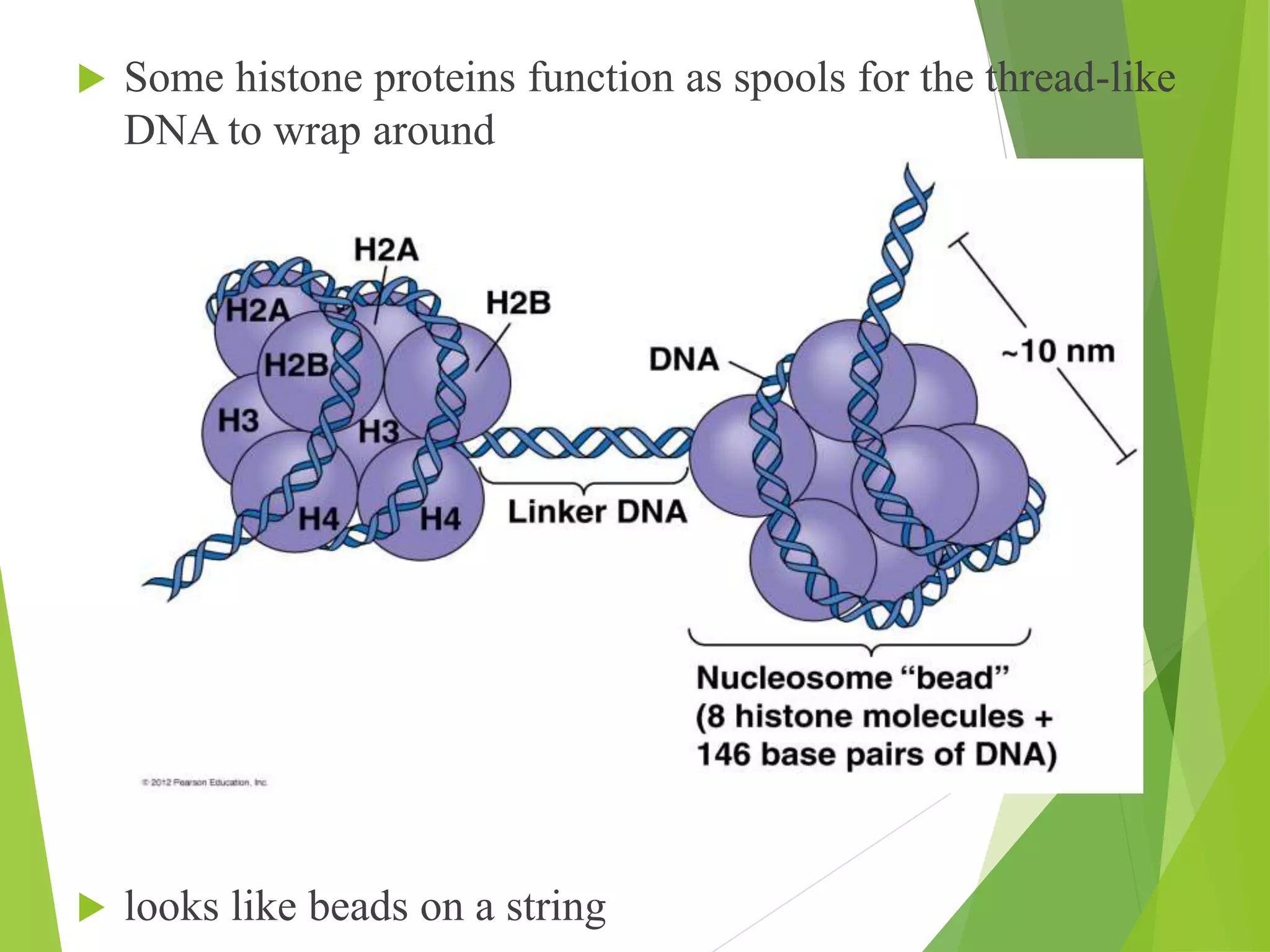 Histone protein | PPTX