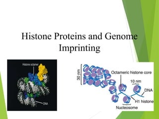 Histone Proteins and Genome
Imprinting
 