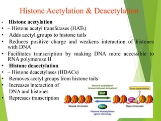 Histone Acetylation And Deacetylation