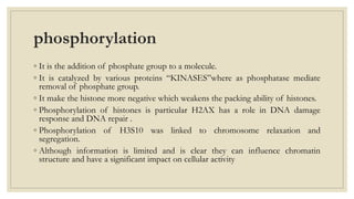 phosphorylation
◦ It is the addition of phosphate group to a molecule.
◦ It is catalyzed by various proteins “KINASES”where as phosphatase mediate
removal of phosphate group.
◦ It make the histone more negative which weakens the packing ability of histones.
◦ Phosphorylation of histones is particular H2AX has a role in DNA damage
response and DNA repair .
◦ Phosphorylation of H3S10 was linked to chromosome relaxation and
segregation.
◦ Although information is limited and is clear they can influence chromatin
structure and have a significant impact on cellular activity
 