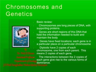 Chromosomes and
Genetics
.
.
Basic review:
Chromosomes are long pieces of DNA, with
supporting proteins.
. Genes are short regions of this DNA that
hold the information needed to build and
maintain the body
.
.
Genes have fixed locations: each gene is in
a particular place on a particular chromosome
Diploids have 2 copies of each
chromosome, one from each parent. This
means 2 copies of each gene.
. The interactions between the 2 copies of
each gene give rise to the various forms of
dominance.
By
Dr. Priti D.Diwan
Assistant Professor
Department of Zoology
J.D.PatilSangludkarMahavidyalay Daryapur.
 