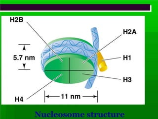 Nucleosome structure
 