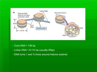 - Core DNA = 146 bp
- Linker DNA = 8-114 bp (usually 55bp)
- DNA turns 1 and ¾ times around histone octamer.
 