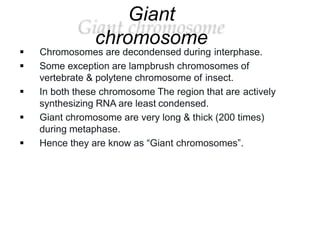 Giant
chromosome
 Chromosomes are decondensed during interphase.
 Some exception are lampbrush chromosomes of
vertebrate & polytene chromosome of insect.
 In both these chromosome The region that are actively
synthesizing RNA are least condensed.
 Giant chromosome are very long & thick (200 times)
during metaphase.
 Hence they are know as “Giant chromosomes”.
 