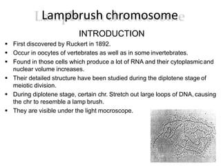 Lampbrush chromosome
INTRODUCTION
 First discovered by Ruckert in 1892.
 Occur in oocytes of vertebrates as well as in some invertebrates.
 Found in those cells which produce a lot of RNA and their cytoplasmicand
nuclear volume increases.
 Their detailed structure have been studied during the diplotene stage of
meiotic division.
 During diplotene stage, certain chr. Stretch out large loops of DNA, causing
the chr to resemble a lamp brush.
 They are visible under the light mocroscope.
 