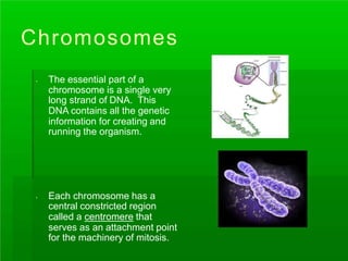Chromosomes
. The essential part of a
chromosome is a single very
long strand of DNA. This
DNA contains all the genetic
information for creating and
running the organism.
. Each chromosome has a
central constricted region
called a centromere that
serves as an attachment point
for the machinery of mitosis.
 