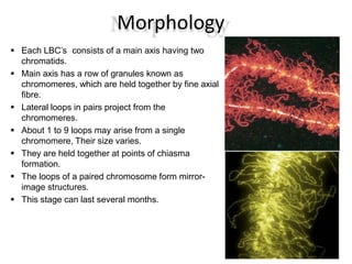Morphology
 Each LBC’s consists of a main axis having two
chromatids.
 Main axis has a row of granules known as
chromomeres, which are held together by fine axial
fibre.
 Lateral loops in pairs project from the
chromomeres.
 About 1 to 9 loops may arise from a single
chromomere, Their size varies.
 They are held together at points of chiasma
formation.
 The loops of a paired chromosome form mirror-
image structures.
 This stage can last several months.
 