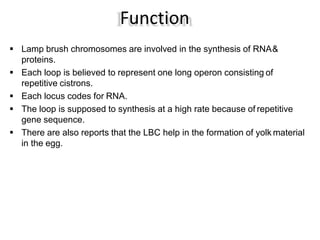  Lamp brush chromosomes are involved in the synthesis of RNA&
proteins.
 Each loop is believed to represent one long operon consisting of
repetitive cistrons.
 Each locus codes for RNA.
 The loop is supposed to synthesis at a high rate because of repetitive
gene sequence.
 There are also reports that the LBC help in the formation of yolk material
in the egg.
Function
 