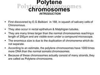 Polytene
chromosomes
INTRODUCTION
 First discovered by E.G Balbiani in 188, in squash of salivary cells of
Chironomous.
 They also occur in rectal epithelium & Malphigian tubules.
 They are many times larger than the normal chromosomes reaching a
length of 200µm and are visible even under a compound microscope.
 The enormous size is due to the duplication of chromonema which do
not separate.
 According to an estimate, the polytene chromosomes have 1000 times
more DNA than the normal somaticchromosomes.
 Because of these chromosomes actually consist of many strands,they
are called as Polytene chromosome.
 