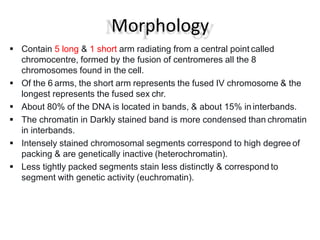 Morphology
 Contain 5 long & 1 short arm radiating from a central point called
chromocentre, formed by the fusion of centromeres all the 8
chromosomes found in the cell.
 Of the 6 arms, the short arm represents the fused IV chromosome & the
longest represents the fused sex chr.
 About 80% of the DNA is located in bands, & about 15% ininterbands.
 The chromatin in Darkly stained band is more condensed than chromatin
in interbands.
 Intensely stained chromosomal segments correspond to high degree of
packing & are genetically inactive (heterochromatin).
 Less tightly packed segments stain less distinctly & correspond to
segment with genetic activity (euchromatin).
 