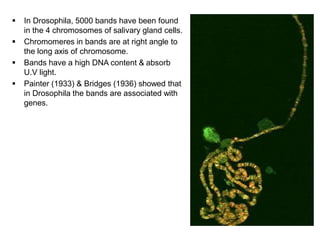  In Drosophila, 5000 bands have been found
in the 4 chromosomes of salivary gland cells.
 Chromomeres in bands are at right angle to
the long axis of chromosome.
 Bands have a high DNA content & absorb
U.V light.
 Painter (1933) & Bridges (1936) showed that
in Drosophila the bands are associated with
genes.
 