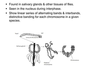  Found in salivary glands & other tissues of flies.
 Seen in the nucleus during interphase.
 Show linear series of alternating bands & interbands,
distinctive banding for each chromosome in a given
species.
 
