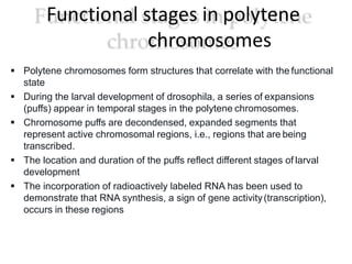Functional stages in polytene
chromosomes
 Polytene chromosomes form structures that correlate with the functional
state
 During the larval development of drosophila, a series of expansions
(puffs) appear in temporal stages in the polytene chromosomes.
 Chromosome puffs are decondensed, expanded segments that
represent active chromosomal regions, i.e., regions that are being
transcribed.
 The location and duration of the puffs reflect different stages of larval
development
 The incorporation of radioactively labeled RNA has been used to
demonstrate that RNA synthesis, a sign of gene activity(transcription),
occurs in these regions
 