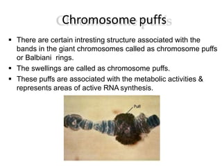Chromosome puffs
 There are certain intresting structure associated with the
bands in the giant chromosomes called as chromosome puffs
or Balbiani rings.
 The swellings are called as chromosome puffs.
 These puffs are associated with the metabolic activities &
represents areas of active RNA synthesis.
 