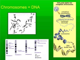 Chromosomes = DNA
 