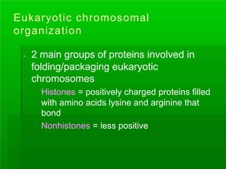 Eukaryotic chromosomal
organization
. 2 main groups of proteins involved in
folding/packaging eukaryotic
chromosomes
. Histones = positively charged proteins filled
with amino acids lysine and arginine that
bond
. Nonhistones = less positive
 