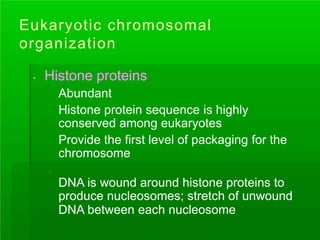 Eukaryotic chromosomal
organization
. Histone proteins
.
.
Abundant
Histone protein sequence is highly
conserved among eukaryotes
.
.
Provide the first level of packaging for the
chromosome
DNA is wound around histone proteins to
produce nucleosomes; stretch of unwound
DNA between each nucleosome
 