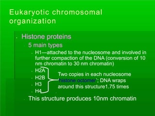 Eukaryotic chromosomal
organization
. Histone proteins
. 5 main types
. H1—attached to the nucleosome and involved in
further compaction of the DNA (conversion of 10
nm chromatin to 30 nm chromatin)
.
.
.
.
H2A
Two copies in each nucleosome
H2B
‘histone octomer’; DNA wraps
H3 around this structure1.75 times
H4
. This structure produces 10nm chromatin
 