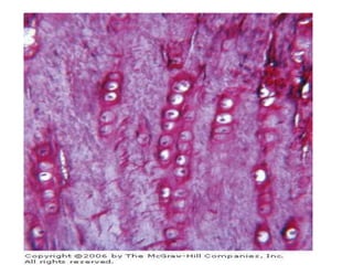 Histology lecture ..Cartilage tissue.pptx