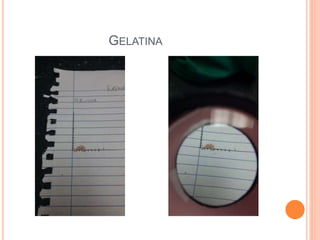 GELATINA
 