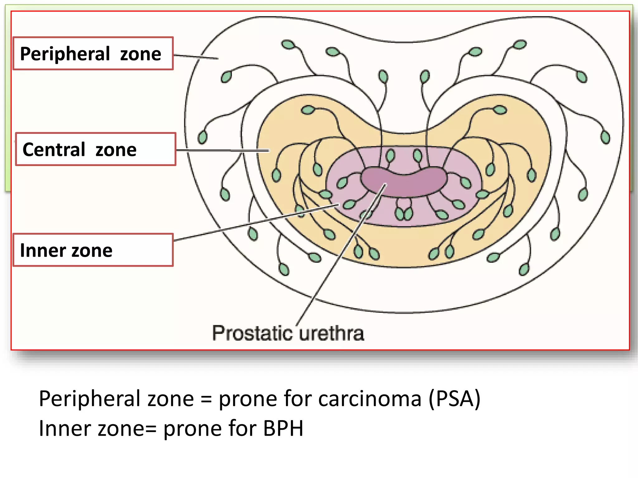 Histology of male reproductive system | PDF