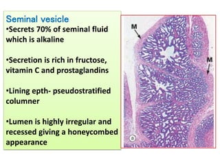 Seminal Vesicle Histology