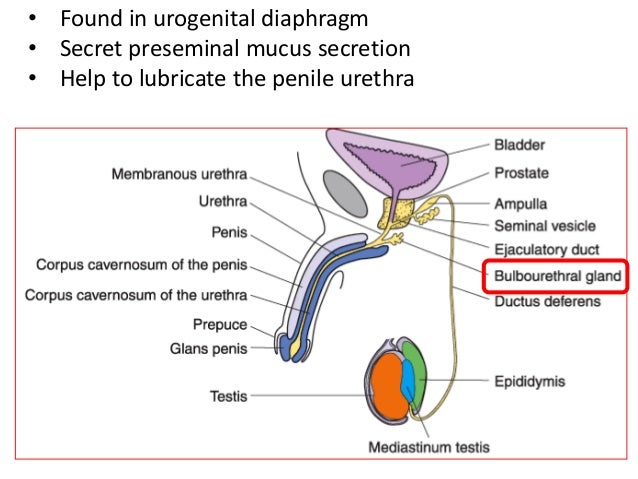 Histology of male reproductive system