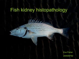 Fish kidney histopathology Eve Fisher 200509792 