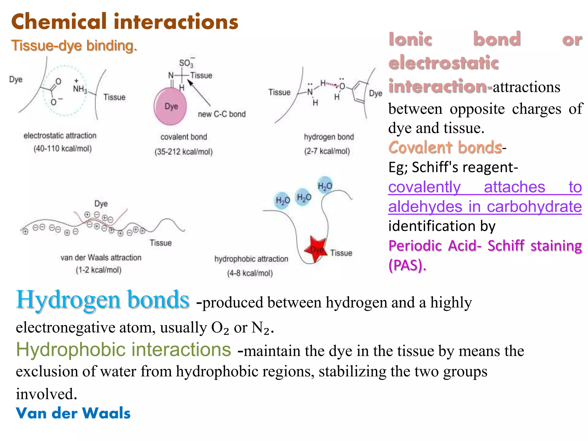 Chemical interactions
Tissue-dye binding. Ionic bond or
electrostatic
interaction-attractions
between opposite charges of
dye and tissue.
Covalent bonds-
Eg; Schiff's reagent-
covalently attaches to
aldehydes in carbohydrate
identification by
Periodic Acid- Schiff staining
(PAS).
Hydrogen bonds -produced between hydrogen and a highly
electronegative atom, usually O₂ or N₂.
Hydrophobic interactions -maintain the dye in the tissue by means the
exclusion of water from hydrophobic regions, stabilizing the two groups
involved.
Van der Waals
 