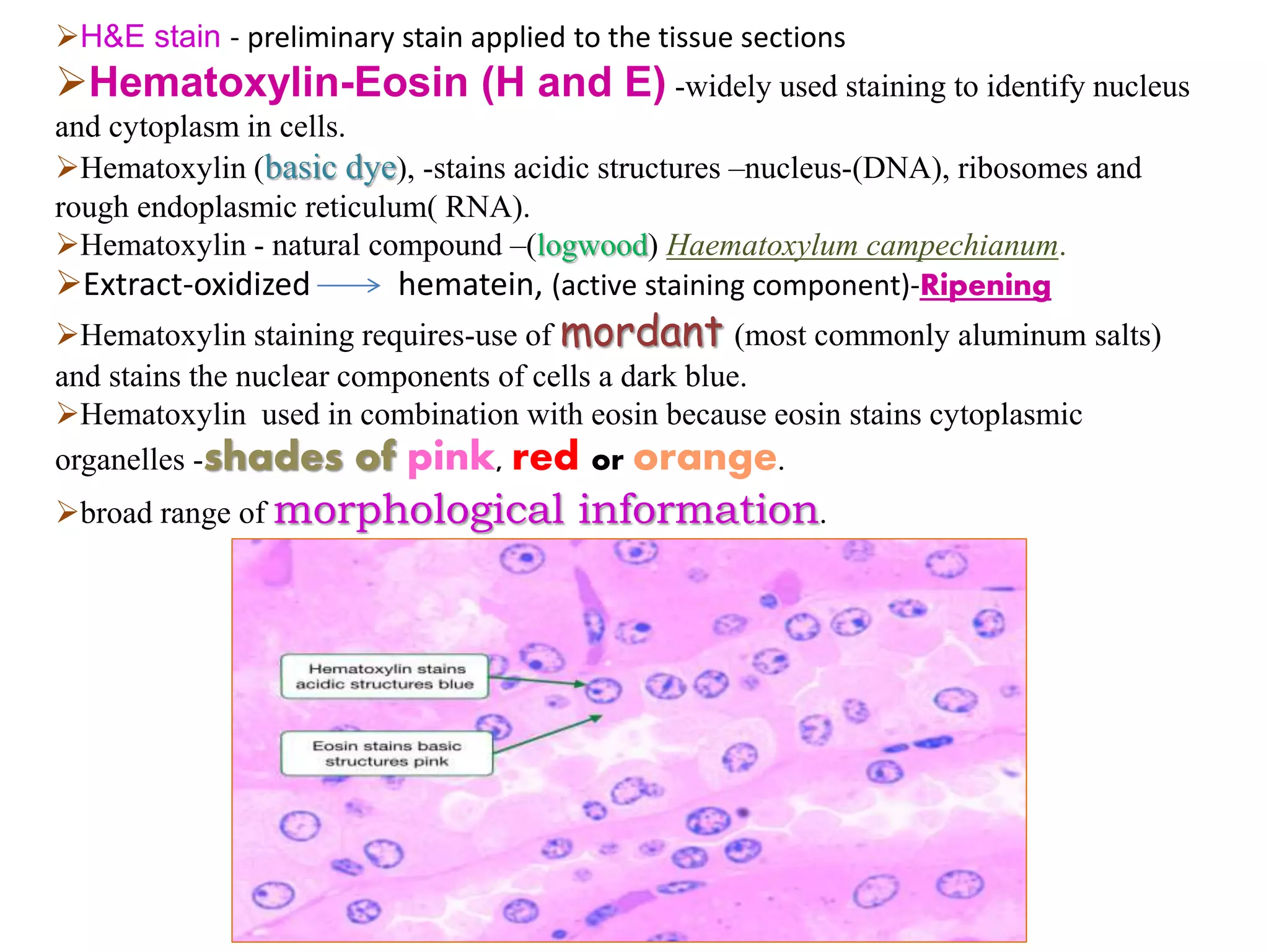 H&E stain - preliminary stain applied to the tissue sections
Hematoxylin-Eosin (H and E) -widely used staining to identify nucleus
and cytoplasm in cells.
Hematoxylin (basic dye), -stains acidic structures –nucleus-(DNA), ribosomes and
rough endoplasmic reticulum( RNA).
Hematoxylin - natural compound –(logwood) Haematoxylum campechianum.
Extract-oxidized hematein, (active staining component)-Ripening
Hematoxylin staining requires-use of mordant (most commonly aluminum salts)
and stains the nuclear components of cells a dark blue.
Hematoxylin used in combination with eosin because eosin stains cytoplasmic
organelles -shades of pink, red or orange.
broad range of morphological information.
 