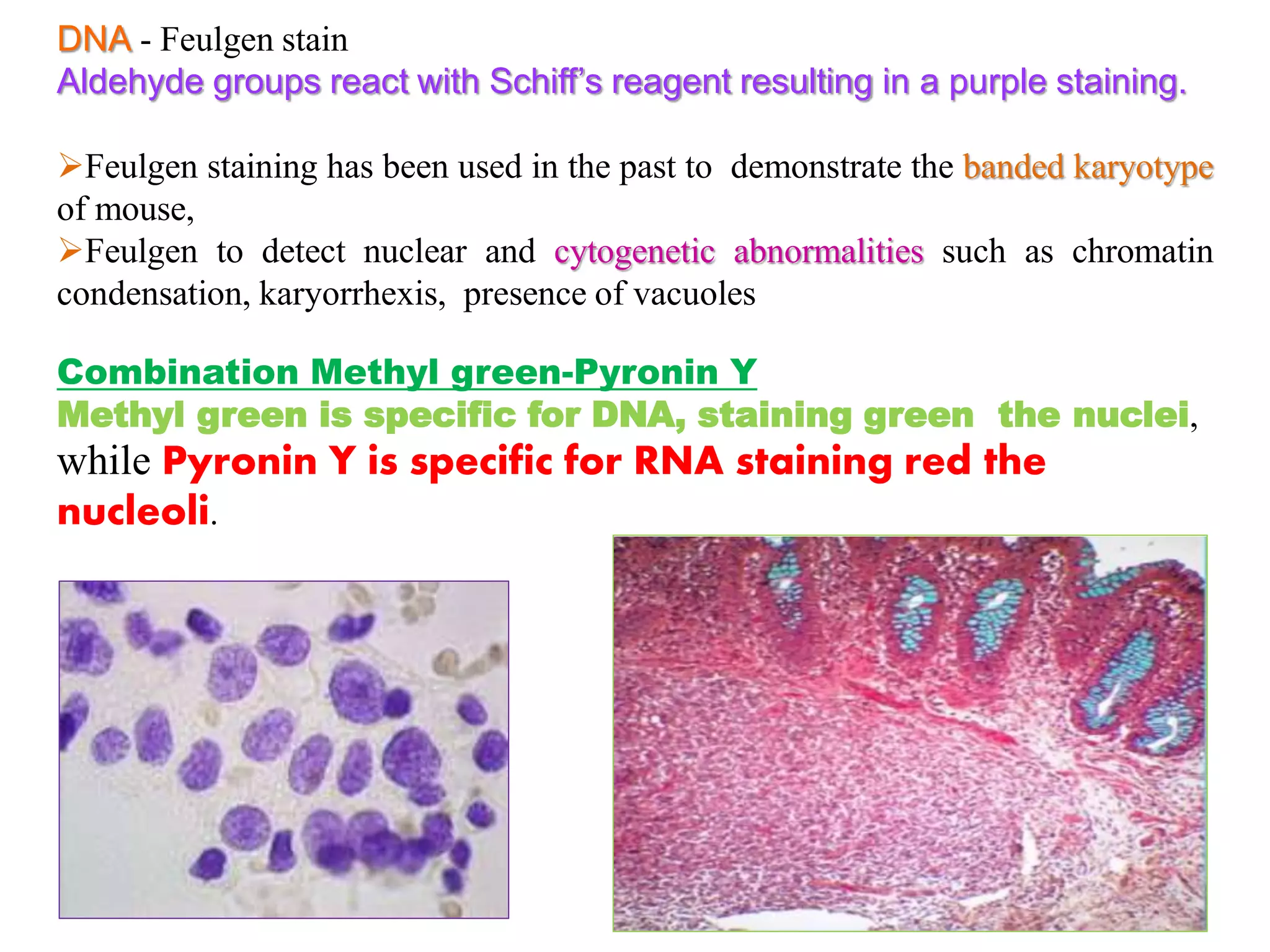 DNA - Feulgen stain
Aldehyde groups react with Schiff’s reagent resulting in a purple staining.
Feulgen staining has been used in the past to demonstrate the banded karyotype
of mouse,
Feulgen to detect nuclear and cytogenetic abnormalities such as chromatin
condensation, karyorrhexis, presence of vacuoles
Combination Methyl green-Pyronin Y
Methyl green is specific for DNA, staining green the nuclei,
while Pyronin Y is specific for RNA staining red the
nucleoli.
 