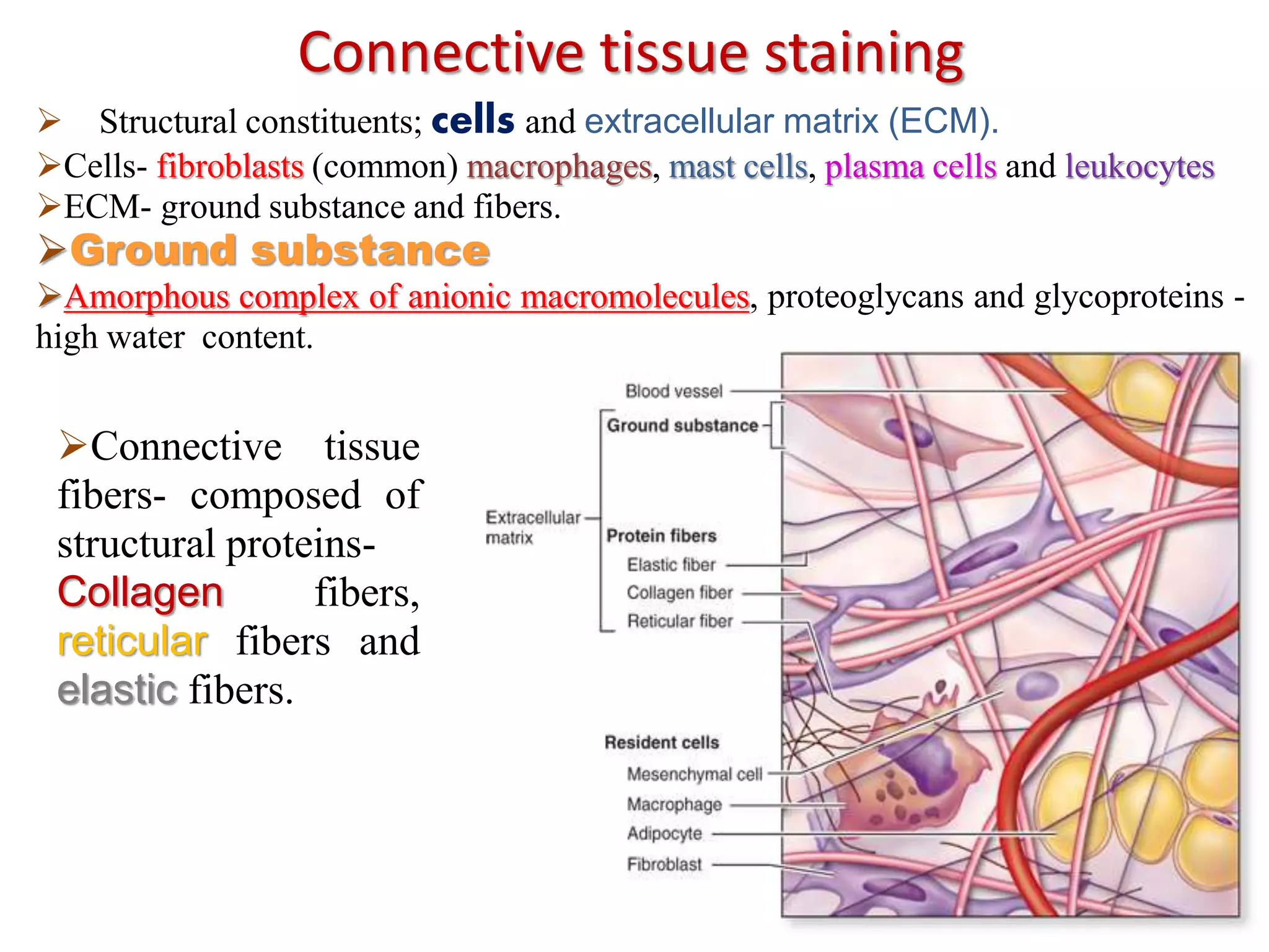 Connective tissue staining
 Structural constituents; cells and extracellular matrix (ECM).
Cells- fibroblasts (common) macrophages, mast cells, plasma cells and leukocytes
ECM- ground substance and fibers.
Ground substance
Amorphous complex of anionic macromolecules, proteoglycans and glycoproteins -
high water content.
Connective tissue
fibers- composed of
structural proteins-
Collagen fibers,
reticular fibers and
elastic fibers.
 