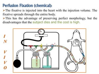 Perfusion Fixation (chemical):
The fixative is injected into the heart with the injection volume. The
fixative spreads through the entire body.
This has the advantage of preserving perfect morphology, but the
disadvantages that the subject dies and the cost is high.
I
N
V
I
V
O
 
