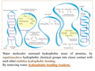 Water molecules surround hydrophobic areas of proteins, by
repulsion-force hydrophobic chemical groups into closer contact with
each other-stabilize hydrophobic bonding.
By removing water, hydrophobic bonding weakens.
 