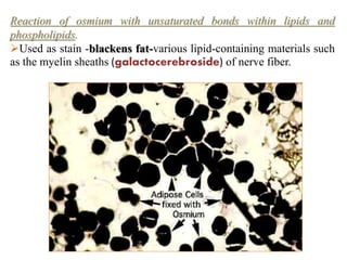 Reaction of osmium with unsaturated bonds within lipids and
phospholipids.
Used as stain -blackens fat-various lipid-containing materials such
as the myelin sheaths (galactocerebroside) of nerve fiber.
 