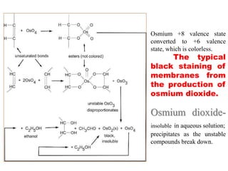 Osmium +8 valence state
converted to +6 valence
state, which is colorless.
The typical
black staining of
membranes from
the production of
osmium dioxide.
Osmium dioxide-
insoluble in aqueous solution;
precipitates as the unstable
compounds break down.
 